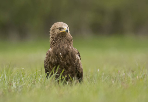 Close up view of Lesser spotted eagle  - Photo, Image