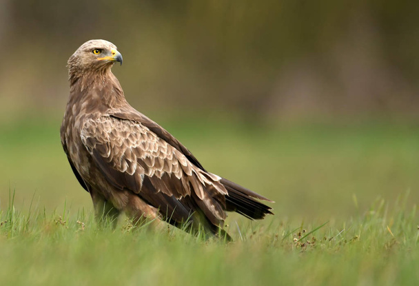 Close up view of Lesser spotted eagle  - Photo, Image