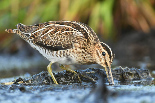 Close up view of common Snipe in natural habitat - Photo, Image