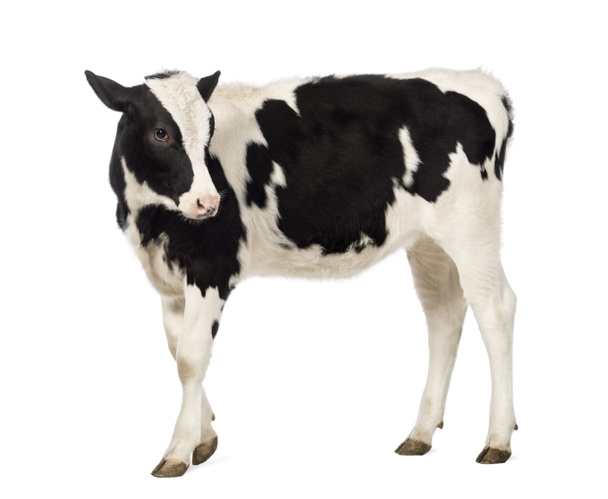Vista laterale di un vitello di 8 mesi che guarda indietro davanti allo sfondo bianco
 - Foto, immagini