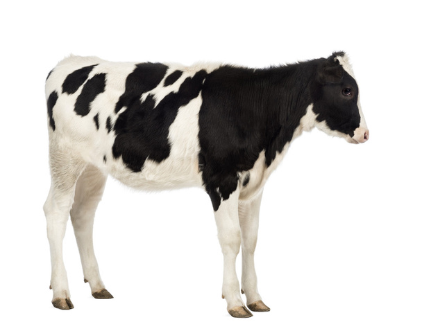 子牛の肉、8 ヶ月、白い背景の前での側面図 - 写真・画像