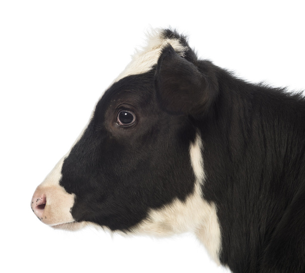子牛の肉、8 ヶ月、白い背景の前でのクローズ アップ - 写真・画像
