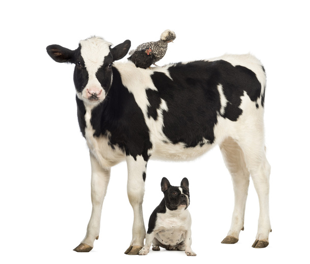 kalfsvlees, 8 maanden oud, permanent met een Pools kip staande op de rug en een Franse bulldog onder hem zit van witte achtergrond - Foto, afbeelding