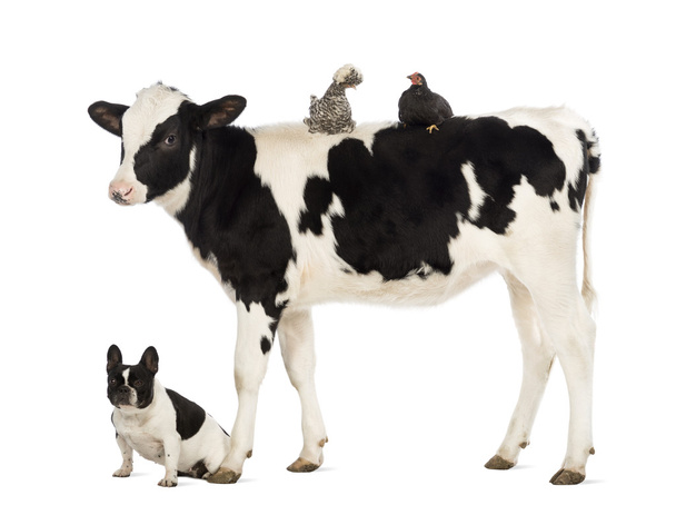 Kalb, 8 Monate alt, steht mit einem polnischen Huhn und einer Henne auf dem Rücken und einer französischen Bulldogge, die unter ihm vor weißem Hintergrund sitzt - Foto, Bild
