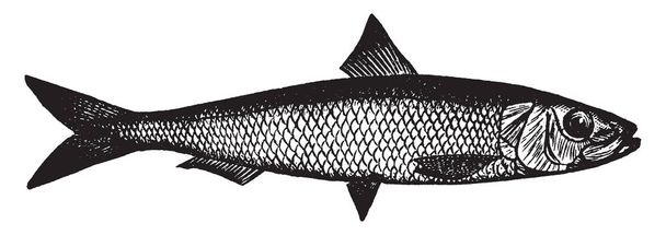 Kalifornian sardiini on pieni kala, joka liittyy silli, vintage line piirustus tai kaiverrus kuva
. - Vektori, kuva