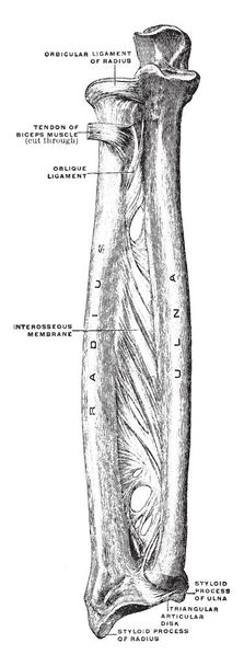 Esta ilustración representa Huesos y ligamentos del antebrazo, dibujo de línea vintage o ilustración de grabado
. - Vector, imagen