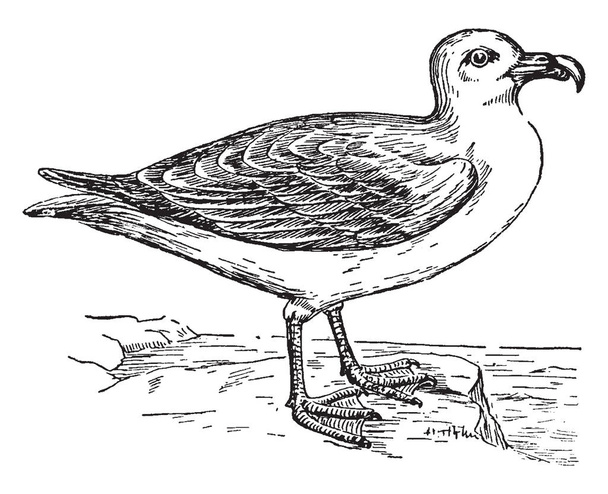 Fulmar is the northern species being most common, vintage line drawing or engraving illustration. - Vektori, kuva