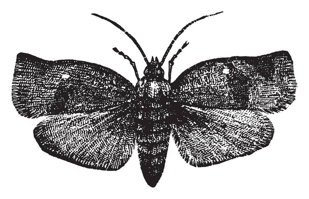 Tortricidae είναι μια οικογένεια σκώρων με τη σειρά Lepidoptera, vintage γραμμή σχεδίασης ή εικόνα χαρακτική. - Διάνυσμα, εικόνα