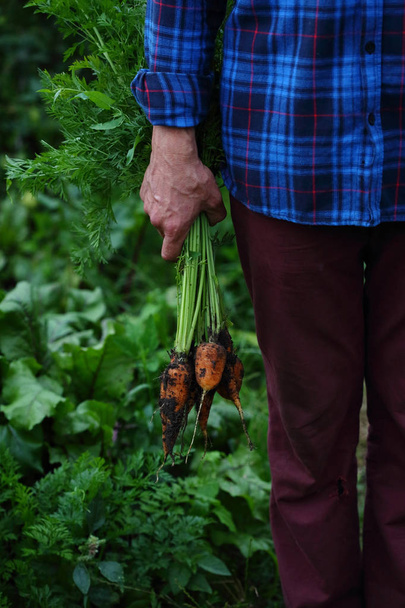 Bouquet de carottes fraîches dans les mains
 - Photo, image