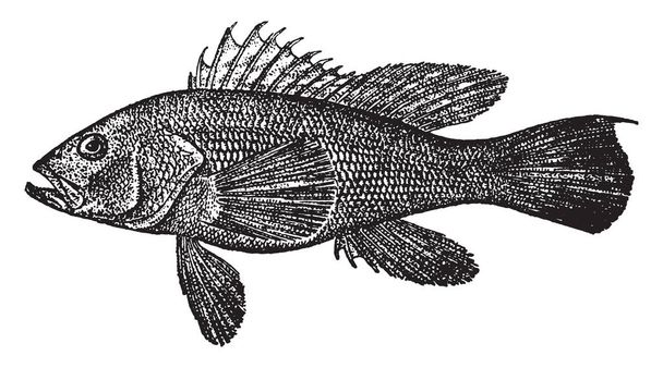 Černého moře Bass je ryba okoun rodiny původem z New Yorku, vintage kreslení čar nebo gravírování obrázku. - Vektor, obrázek