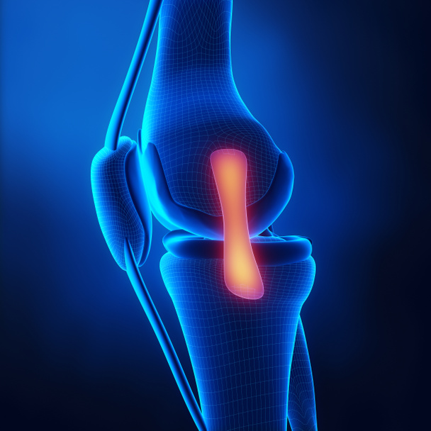 Анатомия коленного сустава
 - Фото, изображение