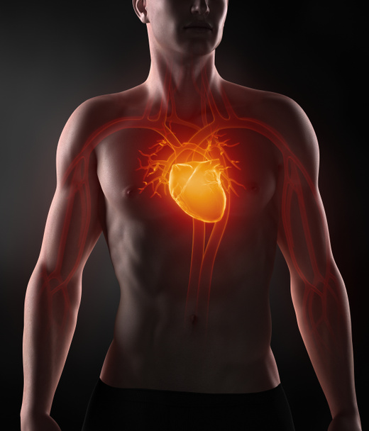 Man with circulatory system anatomy - Photo, Image