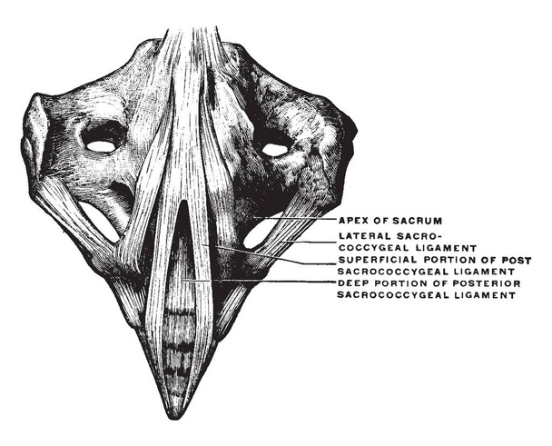 Esta ilustración representa Ligamentos entre Sacrum y Coccyx, dibujo de líneas vintage o ilustración de grabado
. - Vector, Imagen