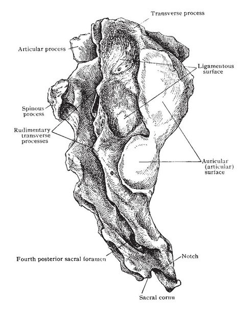 This illustration represents Lateral View of the Sacrum, vintage line drawing or engraving illustration. - Vector, Image