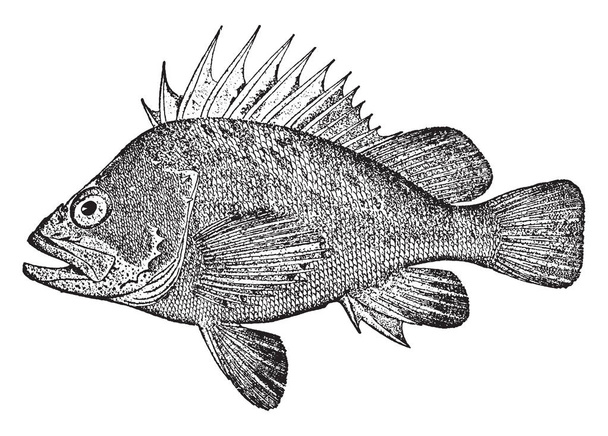 Quillback Rockfish is in the Scorpaenidae family of scorpionfish, vintage line drawing or engraving illustration. - Vector, Image