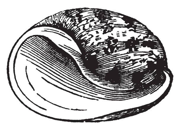 Bulla Ampulla is a genus of medium to large hermaphrodite sea snails, vintage line drawing or engraving illustration. - Vetor, Imagem