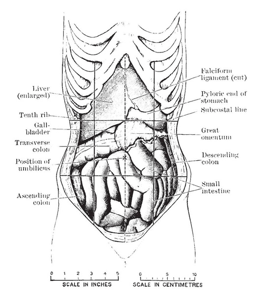 Αυτό το διάγραμμα αντιπροσωπεύει κοιλιά δείχνει μετατόπιση προκαλείται από κορσέ, εκλεκτής ποιότητας γραμμικό σχέδιο ή απεικόνιση χαρακτική. - Διάνυσμα, εικόνα