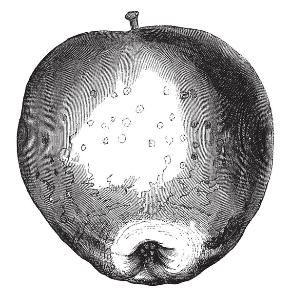 Σε αυτή την εικόνα είναι ένα Westfield επιδιώξει καμία περαιτέρω apple, εκλεκτής ποιότητας γραμμικό σχέδιο ή απεικόνιση χαρακτική. - Διάνυσμα, εικόνα
