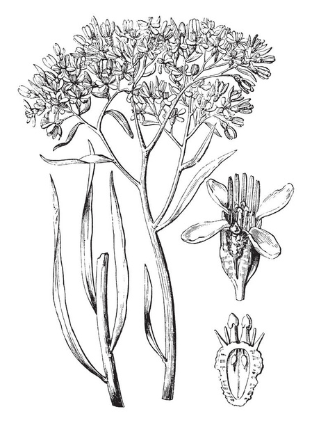 Ezt a képet a közös Popflower. A kép mutatja egy Bud, teljes virág, és része a petefészek, vintage vonalas rajz vagy metszet illusztráció. - Vektor, kép