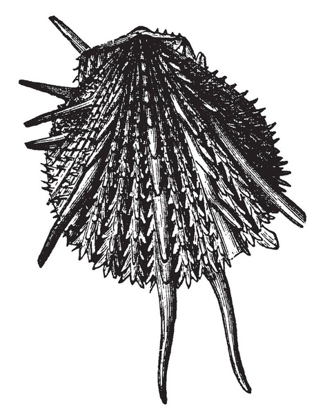Spondylus Imperialis jest rodzaj małży i tylko rodzaj z rodziny Spondylidae, vintage rysowania linii lub Grawerowanie ilustracja. - Wektor, obraz