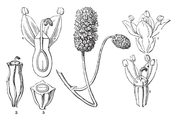 Tento obrázek ukazuje pět stádií Sanguisorba officinalis, vintage kreslení čar nebo gravírování obrázku. - Vektor, obrázek