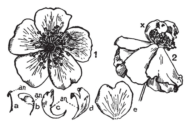 A picture, that's showing a wild rose flower. This picture, that's showing a Anther, petal, pedicle this is all inner part of flower, vintage line drawing or engraving illustration. - Vector, Image