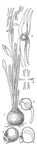 Мьерсия - род растений, растение растет в воде. Его внутренняя окраска - петалоид, рисунок винтажной линии или гравировка.
. - Вектор,изображение
