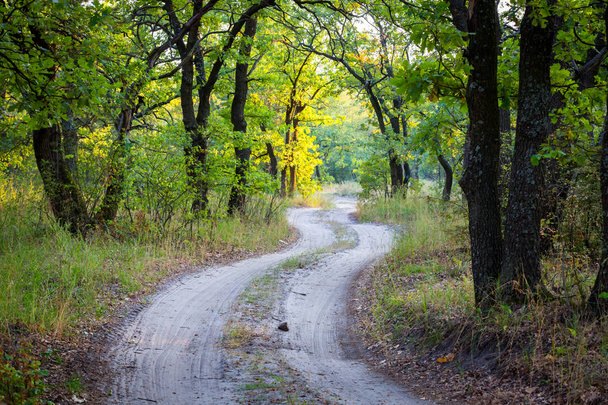 Paysage avec route en ornières dans la forêt
 - Photo, image
