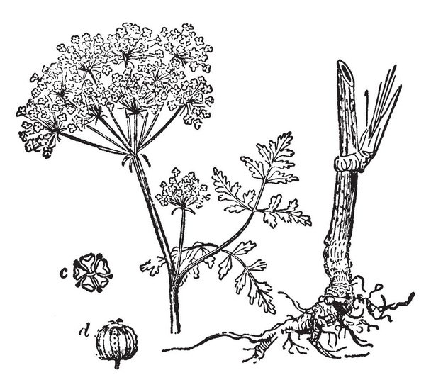 Northern water hemlock is a species of Cicuta. The stems are smooth, branching, swollen at the base, purple-striped. The flowers are small white, vintage line drawing or engraving illustration. - Vector, Image