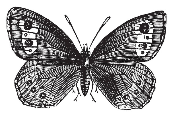 Erebia Euryale belongs to the family of the Satyridi, vintage line drawing or engraving illustration. - Vector, Image