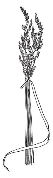 Букет диких трав с корнем из длинноногой травы и с сильными стеблями травы и галстук чуть ниже цветов, рисунок винтажной линии или гравировка иллюстрации
. - Вектор,изображение