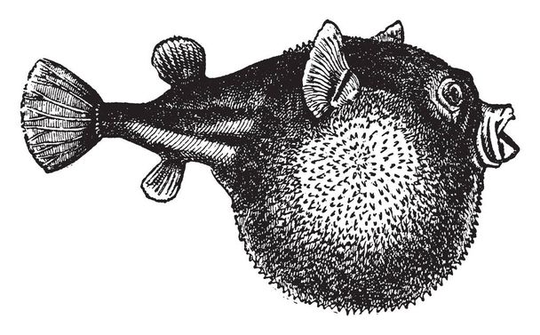 Blowfish - это симметричный блок-шифр, рисунок винтажной линии или гравировка.
. - Вектор,изображение