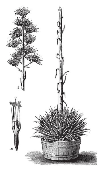 Μια εικόνα που δείχνει Amole (agave parryi) φυτών και τα μέρη. Φύλλα του είναι σαρκώδη, απότομη, ακανθώδες άκρες και την ανάπτυξή της σαν εργοστάσιο aloe vera. Σχήμα ένα δείχνουν το λουλούδι στο στάδιο οφθαλμός, εκλεκτής ποιότητας γραμμικό σχέδιο ή απεικόνιση χαρακτική. - Διάνυσμα, εικόνα