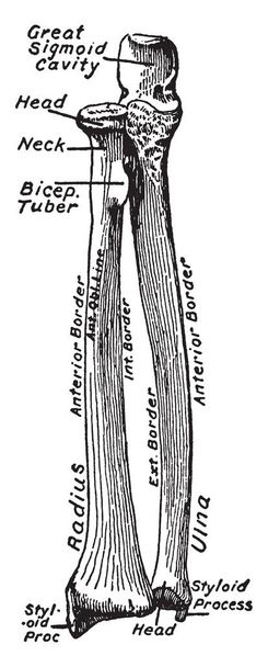 この図は、前腕、ビンテージの線描画や彫刻イラストの骨の腹側のビューを表します. - ベクター画像