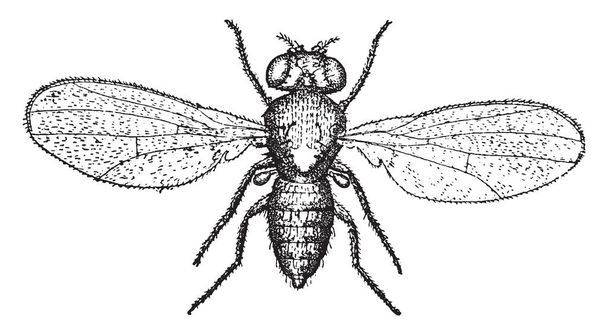 Pomace Fly también se conoce por los nombres vinagre moscas y moscas de la fruta, dibujo de línea vintage o ilustración de grabado
. - Vector, Imagen