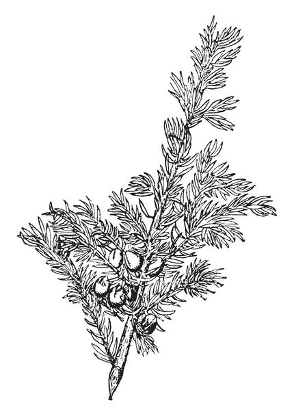 The juvenile leaves of a juniper are needlelike. Mature leaves are awl-shaped, spreading, and arranged in pairs or in whorls of three, vintage line drawing or engraving illustration. - Vector, Image