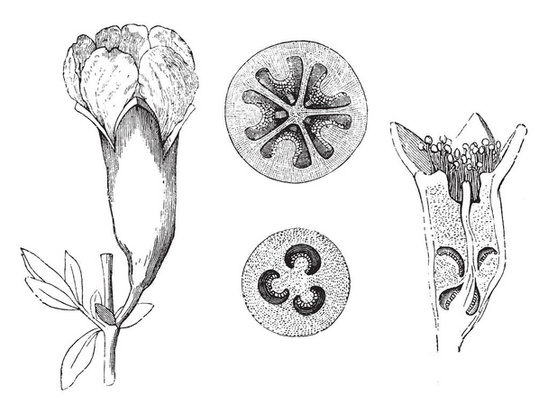 Punica Granatum se cultiva por su cultivo frutal, y como árboles ornamentales y arbustos en parques y jardines, dibujo de líneas vintage o ilustración de grabado
. - Vector, imagen