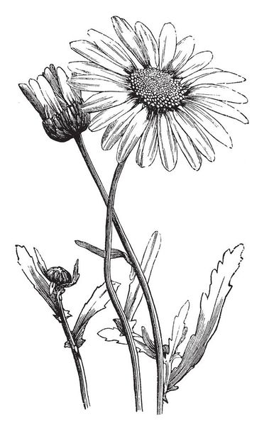 Uma imagem mostra Oxeye Daisy, também conhecido como Chrysanthemum leucanthemum. Pertence à família Compositae. As folhas têm margens de dentes longos. As pétalas são retangulares, desenho de linha vintage ou gravura ilustração
. - Vetor, Imagem