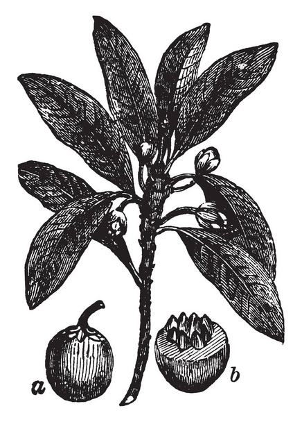 Resim Sapodilla bitki. Manilkara Zapota, sapodilla bilinen Güney Meksika için yerel bir uzun ömürlü, yaprak dökmeyen ağaç var. Meyve bir son derece tatlı, maltlı lezzet, vintage çizgi çizme veya oyma illüstrasyon vardır. - Vektör, Görsel