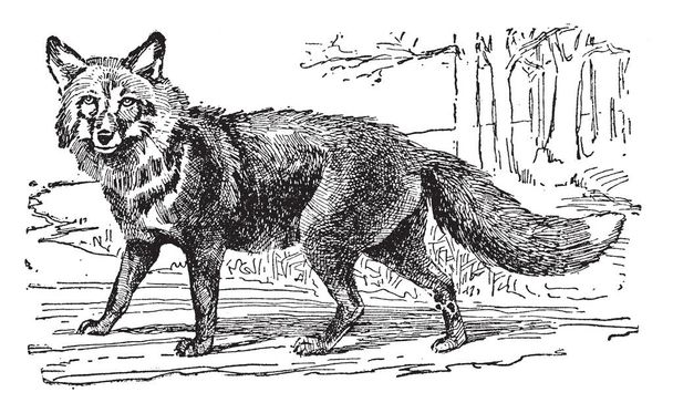Liška obecná je největší z pravé lišky má největší zeměpisný rozsah všech členů objednávky Carnivora, vintage kreslení čar nebo gravírování obrázku. - Vektor, obrázek