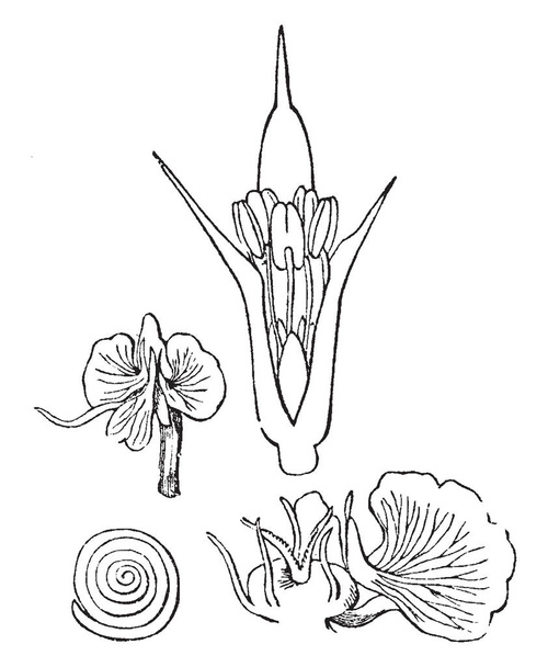 Αυτή είναι μια εικόνα από φραγκοσυκιές Saltwort είναι μέρος της ακανθώδη βλάστηση, υπάρχει ένα λουλούδι και οφθαλμός σε αυτή την εικόνα, vintage γραμμή σχεδίασης ή χαρακτική εικονογράφηση. - Διάνυσμα, εικόνα