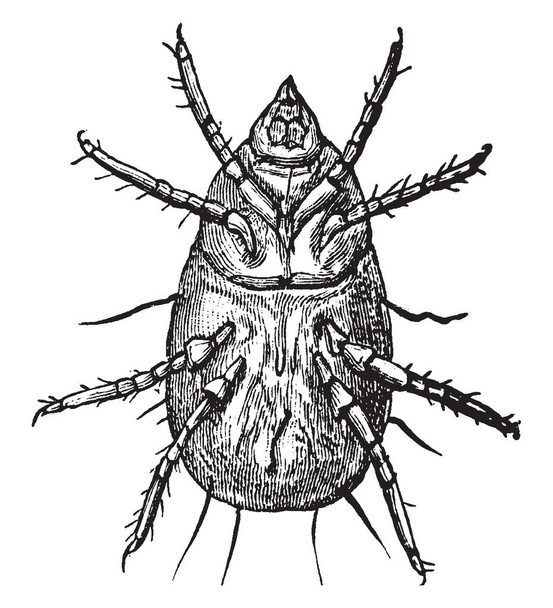 Flour Mite also known as Acarus siro. These are  pale greyish white in colour with pink legs. If a person is bitten from a flour mite they might suffer a reaction called Baker's itch, vintage line drawing or engraving illustration. - Vector, Image