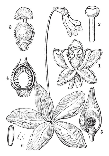 Een afbeelding vertoont gemeenschappelijke Butterwort, ook bekend als Vetblad. Deze illustraties zijn: 1. kelk, 2. meeldraad, 3. stamper, 4. Langsdoorsnede; 5. helft een vrucht; 6. zaden, 7. embryo's, vintage lijntekening of gravure illustratie. - Vector, afbeelding