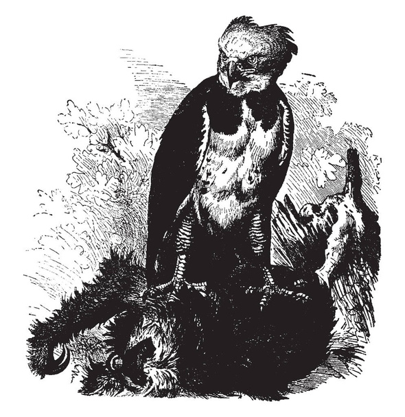 Águila arpía mide casi cinco pies de la extremidad de la cabeza a la de la cola, la línea de la vendimia dibujo o grabado ilustración
. - Vector, Imagen