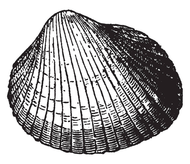 Cardium Edulis is white or fawn colored shell being hollowed out into twenty six furrows, vintage line drawing or engraving illustration. - Vektor, Bild
