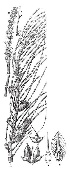 Kép mutatja a különböző részein a fa Beefwood. Különböző részei - Casurina virág, kehely, gyümölcs és embrió-előállító munkacsoportok, vintage vonalas rajz vagy metszet illusztráció érett szelepek. - Vektor, kép