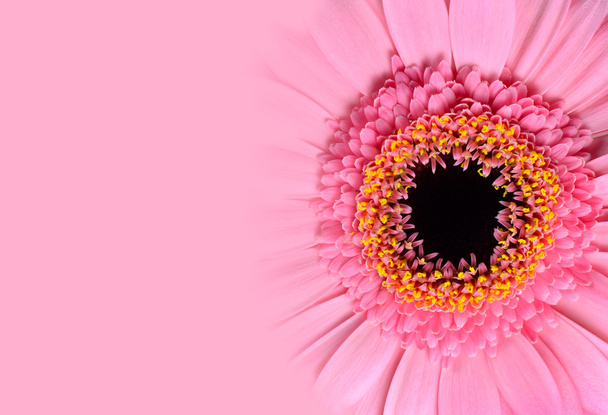 ζέρμπερα ροζ λουλούδι με κλίση - Φωτογραφία, εικόνα