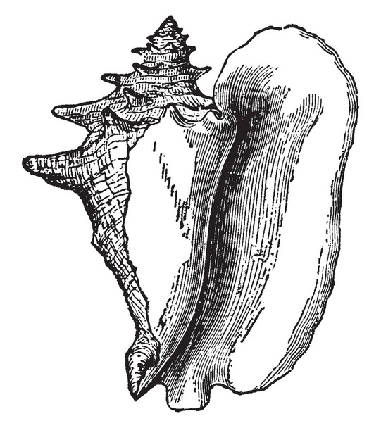 Concha de Strombus Gigas perteneciente a los mares ecuatoriales, trazado de líneas vintage o ilustración de grabado
. - Vector, imagen