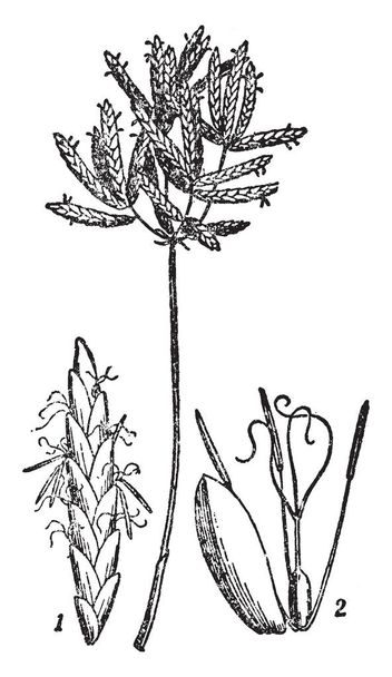 Cyperus is een kleine plant die gevonden in China. Er bestaat van een enkele stengel, met kleinere, zeer lange, dunne groene bladeren dat conus naar een punt, vintage lijntekening of gravure illustratie. - Vector, afbeelding