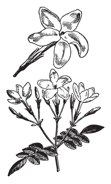 Jasmine variety of South Asia in India is Jasminum grandiflorum. It is used in Ayurvedic medicines in India and for decorating the hairstyle of women, vintage line drawing or engraving illustration. - Vector, Image